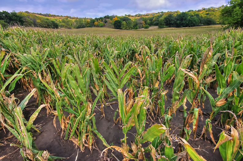 Cornfield off the Loess Hills Scenic Byway