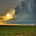 "Bright Meso"
