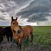 "Sensing the Storm"