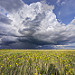 "Prairie Tranquility"