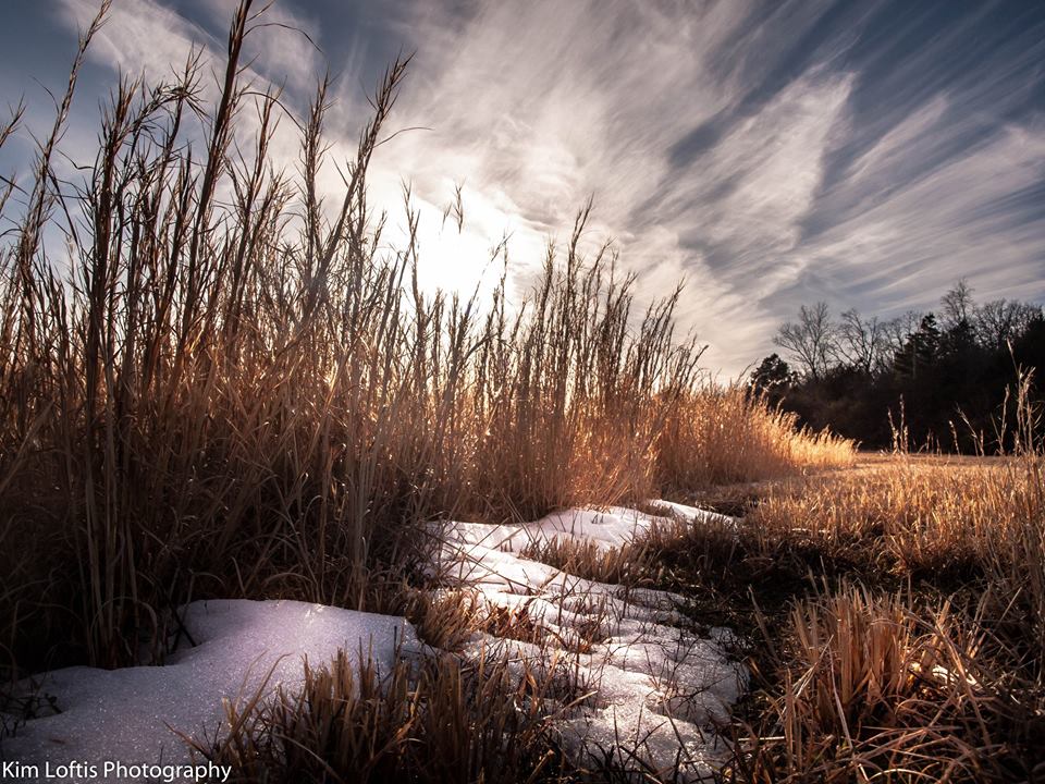 remains of winters grasp.. Arkansas. remains of winters grasp.. Arkansas.