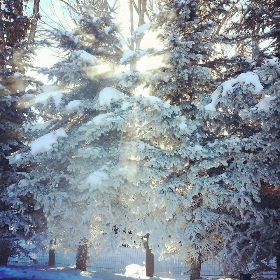 Setting sun shining through the frosty trees in Jackson, WY. Setting sun shining through the frosty trees in Jackson, WY.